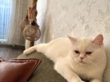 Dünyanın En Tatlı Dişi Kedisi