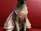 Safkan Eşsiz Güzellikte Sphynx Sfenks Kedisi