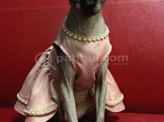 Safkan Eşsiz Güzellikte Sphynx Sfenks Kedisi görsel