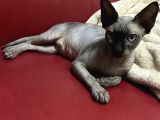 Safkan Eşsiz Güzellikte Sphynx Sfenks Kedisi