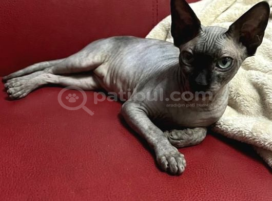 Safkan Eşsiz Güzellikte Sphynx Sfenks Kedisi