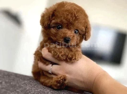 Türki̇yeni̇n En Güzel Toy Poodle Yavrulari görsel
