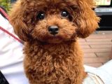 Türki̇yeni̇n En Güzel Toy Poodle Yavrulari