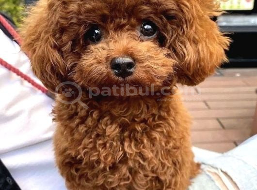 Türki̇yeni̇n En Güzel Toy Poodle Yavrulari görsel