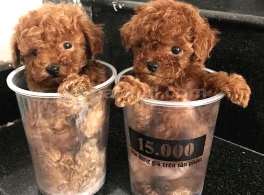 TÜRKİYENİN EN GÜZEL TOY POODLE YAVRULARI