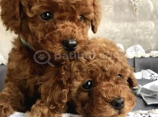 Türki̇yeni̇n En Güzel Toy Poodle Yavrulari görsel