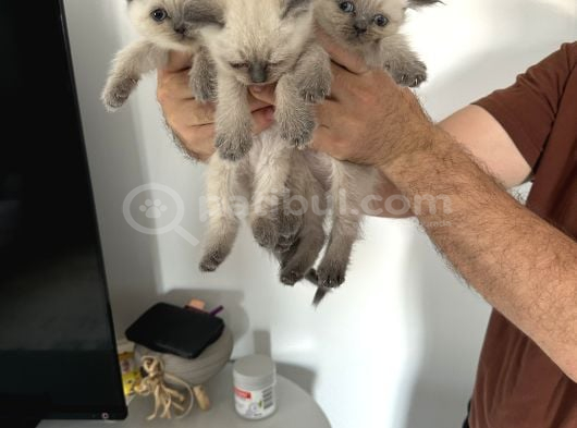 Wc Eğitimli görsel