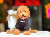 Toy Poodle Apricot Yavrularımız