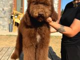 Labradoodle