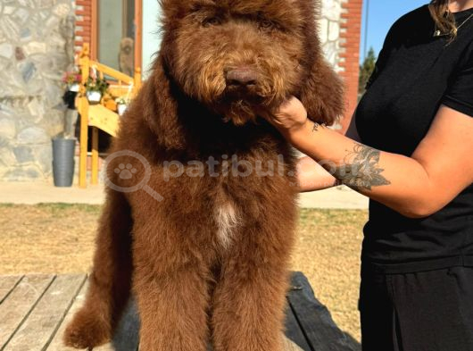 Labradoodle