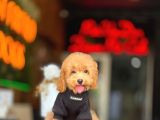 Toy Poodle Apricot Yavrularımız