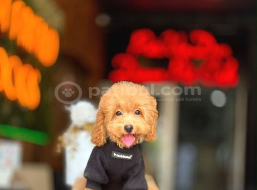 Toy Poodle Apricot Yavrularımız görsel