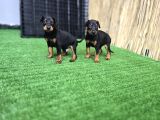 Safkan Doberman Yavrular