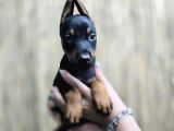 Safkan Doberman Yavrular
