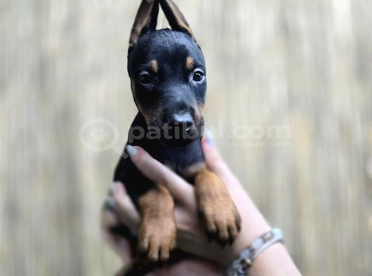 Safkan Doberman Yavrular görsel