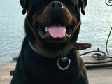 Rotweiler Koca Kafa Yavrularımız