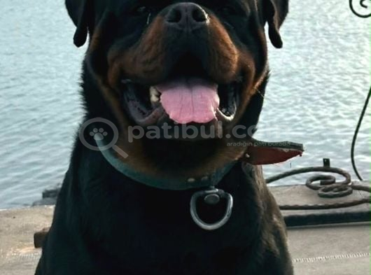 Rotweiler Koca Kafa Yavrularımız görsel