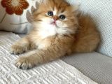 British Longhair Bebekler