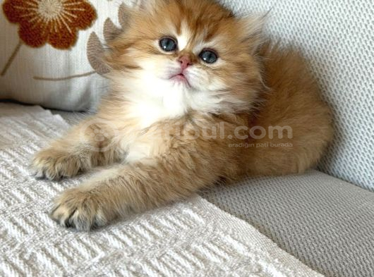 British Longhair Bebekler