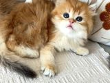 British Longhair Bebekler