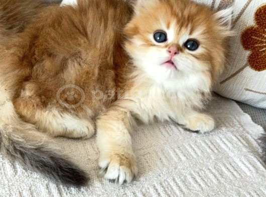 British Longhair Bebekler görsel