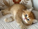 British Longhair Bebekler