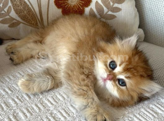 British Longhair Bebekler görsel