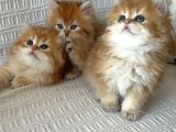 British Longhair Bebekler