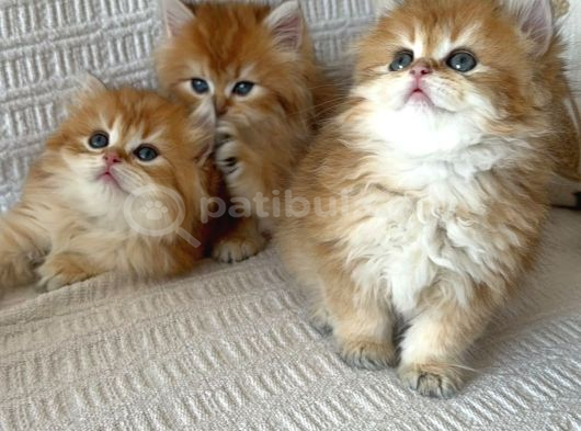 British Longhair Bebekler görsel