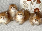 British Longhair Bebekler