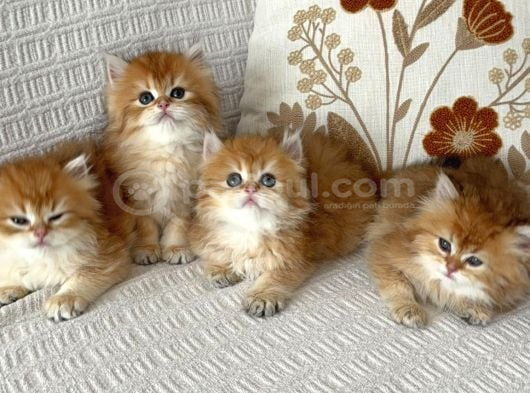 British Longhair Bebekler görsel