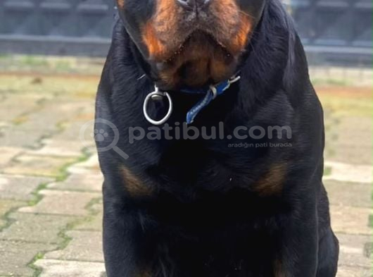 Rotweiler Koca Kafa Yavrularımız görsel