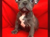 A Kalite Blue Ve Siyah French Bulldog Yavru