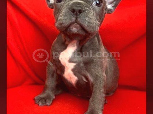 A Kalite Blue Ve Siyah French Bulldog Yavru