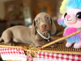 Mavi Gözlü Dachshund Yavruları