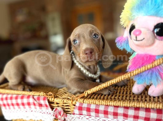 Mavi Gözlü Dachshund Yavruları görsel