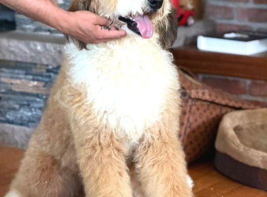 Türki̇yede Tek Bernedoodle Yavrulari görsel