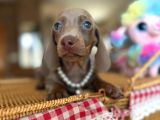 Mavi Gözlü Dachshund Yavruları