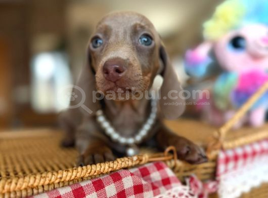 Mavi gözlü Dachshund yavruları