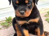 Rotweiler Koca Kafa Yavrularımız