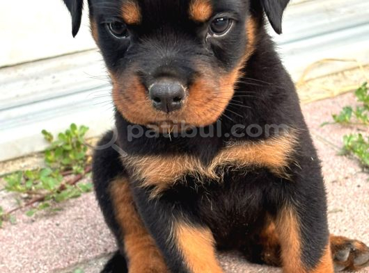 Rotweiler koca kafa yavrularımız