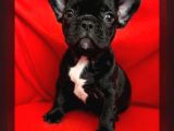A Kalite Blue Ve Siyah French Bulldog Yavru