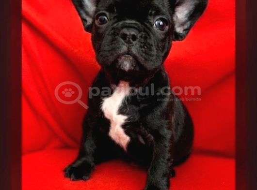 A Kalite Blue Ve Siyah French Bulldog Yavru görsel