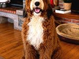 Türki̇yede Tek Bernedoodle Yavrulari