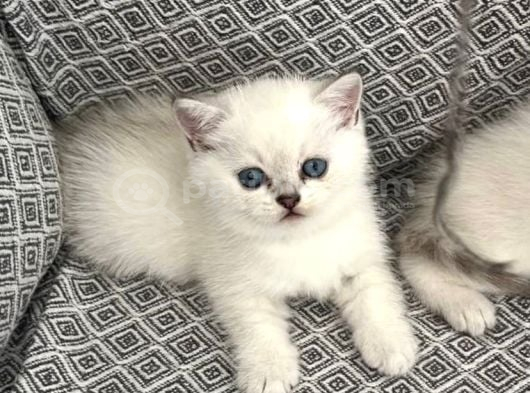 Safkan Silver Point Yavrular görsel