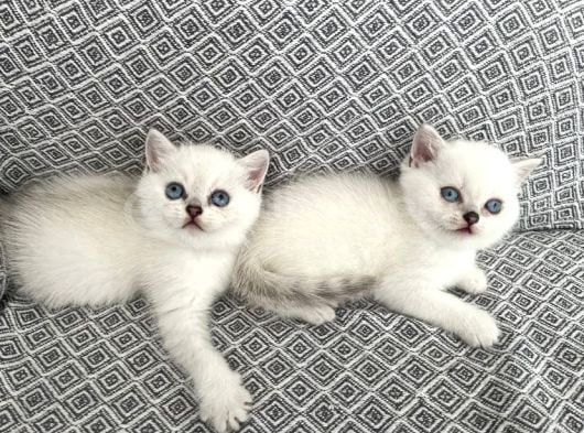 Safkan Silver Point Yavrular