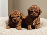 Ege Bölgesinin En Büyük Toy Poodle Köpek Evi  Sağlıklı