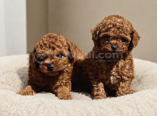 Ege Bölgesinin En Büyük Toy Poodle Köpek Evi  Sağlıklı