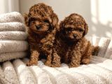 Ege Bölgesinin En Büyük Toy Poodle Köpek Evi  Sağlıklı
