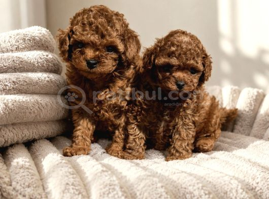 Ege Bölgesinin En Büyük Toy Poodle Köpek Evi  Sağlıklı görsel